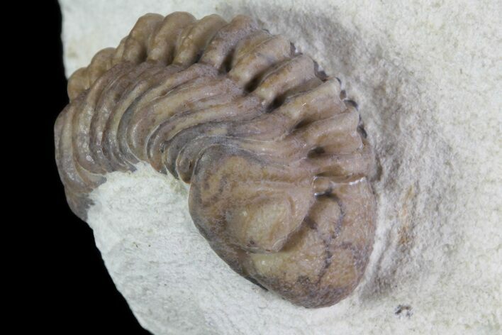 Bargain, Paciphacops Trilobite - Oklahoma #68626